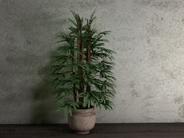 室内装饰植物 办公室景观植物盆景C4D模型 Landscape plant bonsai