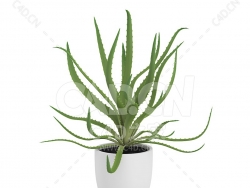 C4D芦荟办公室客厅盆栽绿植模型