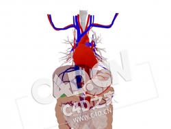 C4D人体肌肉骨骼胸腹部部分动脉和静脉模型 Thorax and abdomen-some arteries and vei