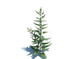 荨麻植物杂草模型下载Urtica dioica v3