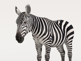 高精度逼真斑马3D模型 含绑定动画与毛发系统VFX Grace – Zebra Animation