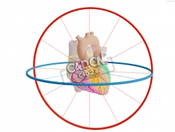 心脏病解剖C4D模型下载 Anatomie van het Hart-Afleidingen en Geleiding
