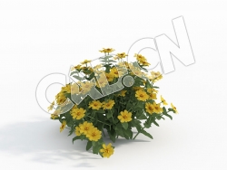 C4D黄色对叶菊百日菊花卉模型 Zinnia_H