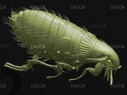 猫跳蚤 猫蚤 昆虫C4D模型 Ctenocephalides felis