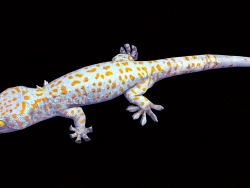 大壁虎金色斑点壁虎爬行动画C4D模型 Gekko 3d model