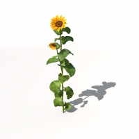 向日葵C4D模型 Sunflower 3dmodel 008