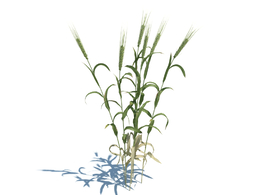 麦子植物杂草模型下载Triticum v2