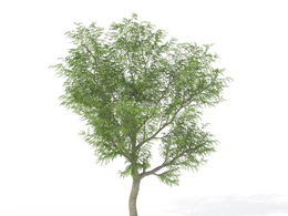 日本核桃树C4D模型 Japanese Walnut 3d model