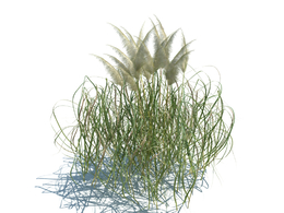 花叶虉草植物杂草模型下载cortaderia jubata v3