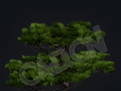C4D青松松树模型 Kitbash3d-Shangri-La_MatsuPine_B_grp