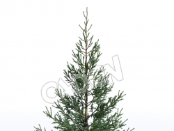 C4D白云杉松树模型 Picea glauca 3d model