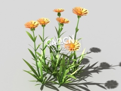 黄色野菊花花卉植物C4D模型 common-flower-c2 3d model