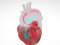 心脏 Heart with blood flow
