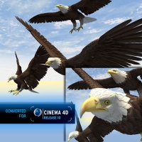 飞翔的老鹰3D模型（OBJ/C4D/3DS）Eagle