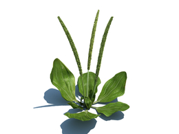 车前草植物杂草模型下载Plantago maior v2