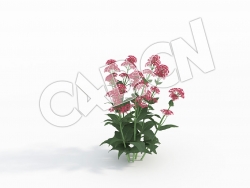 C4D缬草穿心排草花卉模型 Centranthus_D