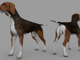棕色小狗C4D模型 dog Hound Brown Tan 3d model