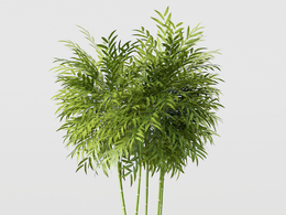 观赏竹盆景C4D模型 Bamboo