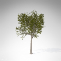 欧洲花楸C4D模型 European Mountain Ash