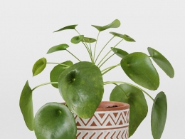 CINEMA 4D室内绿植：图案装饰花盆中的圆叶草独特硬币形状叶片细节精致的中国钱币草模