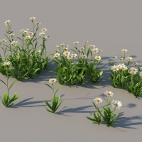 白菊花、雏菊C4D模型 daisy 3dmodel