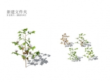 Xforg-植物模型-Agriculture:棉花C4D模型 Cotton 3D model