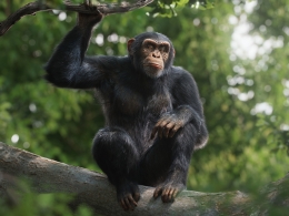 超高精度黑猩猩3D模型资源下载 支持动画绑定毛发渲染兼容Blender Cinema4D影视级特效制作使用 VFX Grace - Chimpanzee