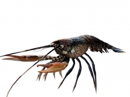 【精品海洋生物素材】高精度蓝色龙虾三维模型带材质贴图C4D/BLEND/OBJ多格式源文件下载Blue Lobster