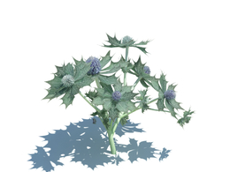 滨海刺芹植物杂草模型下载Eryngium maritimum v2