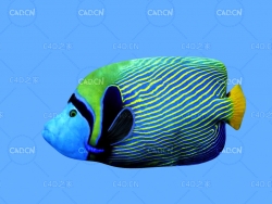 双棘甲尻鱼皇帝神仙鱼C4D绑定动画模型 emperor angelfish c4d model
