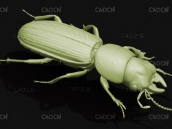 单齿蝼步甲 昆虫甲虫C4D模型 Scarites terricola