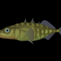 海洋鱼模型：三刺鱼3D模型 Three Spined Stickleback