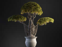 柳叶榕盆栽c4d模型下载