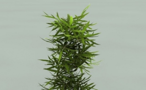 盆景C4D模型 Pianta