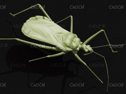 环斑猛猎蝽 昆虫C4D模型 Sphedanolestes impresicollis