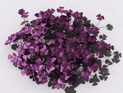 酸浆草酸酸草斑鸠酸三叶酸酸咪咪钩钩草植物C4D模型 oxalis-d3