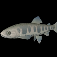 海洋鱼模型：花羔红点鲑3D模型 Dolly Varden