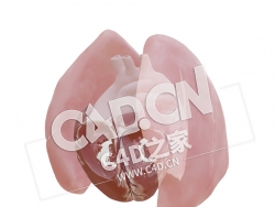 C4D心脏大动脉转位开放导管模型 Transposition of the great arteries - open duct