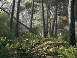 56个森林中树枝 树干 树墩 石头C4D模型合集 Evermotion Archmodels vol.182