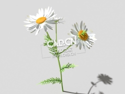 春黄菊甘菊花植物C4D模型 camomile-e 3d model
