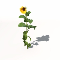 向日葵C4D模型 Sunflower 3dmodel 007