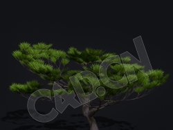 C4D景观松树模型 Kitbash3d-Shangri-La_MatsuPine_A_grp