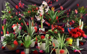 花草3D模型合集 Evermotion Archmodels Vol 66 MAX