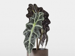 CINEMA 4D室内绿植：深棕色现代陶瓷花盆中的琴叶榕宽大戏剧性叶片逼真的热带室内植物3