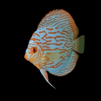 海洋鱼模型：香港七彩神仙鱼3D模型 Tourquois Discus