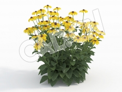 C4D多株黄色黄菊花卉模型 Rudbeckia_I