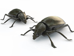 甲虫C4D模型 Beetle Bug
