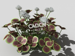 青铜色的荷兰四叶草植物C4D模型 bronze-clover-g 3d model