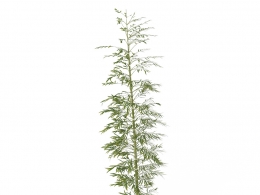 【超高精度】写实毛竹3D模型 完美还原自然质感 支持多格式.blend/.c4d/.obj 含4K贴图高清材质bamboo 3d model