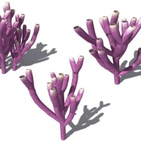 海洋动物：海底海绵C4D模型 Siphonochalina siphonella Colony Siphon Sponge